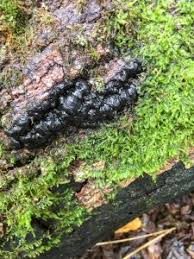 Attēlu rezultāti vaicājumam “Exidia glandulosa”