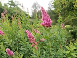 Attēlu rezultāti vaicājumam “Spiraea salicifolia flower”