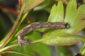 Attēlu rezultāti vaicājumam “Crocallis elinguaria larva”