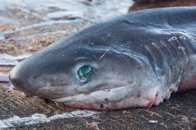 Image result for Hexanchus griseus