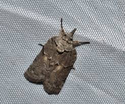 Attēlu rezultāti vaicājumam “Nolidae”