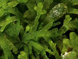 Attēlu rezultāti vaicājumam “Riccardia latifrons”