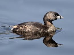 Image result for Podilymbus podiceps