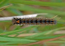 Attēlu rezultāti vaicājumam “Euthrix potatoria cocoon”