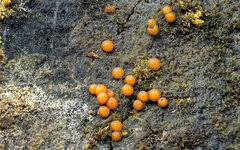 Attēlu rezultāti vaicājumam “Nectria peziza”