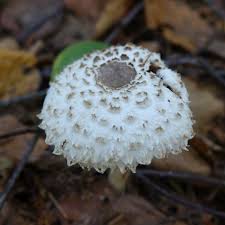 Attēlu rezultāti vaicājumam “Phlebia centrifuga”