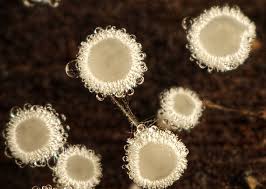 Attēlu rezultāti vaicājumam “Craterium minutum stalked”