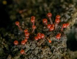 Attēlu rezultāti vaicājumam “Hemitrichia calyculata young”