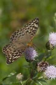 Attēlu rezultāti vaicājumam “Argynnis paphia”