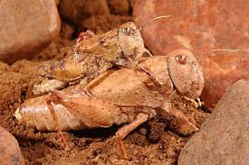 Attēlu rezultāti vaicājumam “Orthoptera”