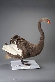 Attēlu rezultāti vaicājumam “Cygnus atratus”