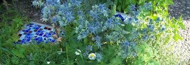 Attēlu rezultāti vaicājumam “Eryngium planum”