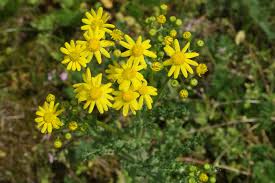 Attēlu rezultāti vaicājumam “Senecio vernalis leaf”