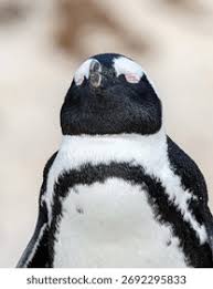 Image result for Spheniscus demersus