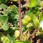 Attēlu rezultāti vaicājumam “Veronica agrestis leaf”