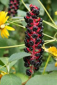 Attēlu rezultāti vaicājumam “Phytolacca acinosa fruit”