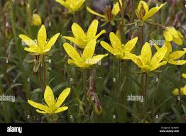 Attēlu rezultāti vaicājumam “Saxifraga hirculus”