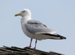 Attēlu rezultāti vaicājumam “Larus argentatus adult”