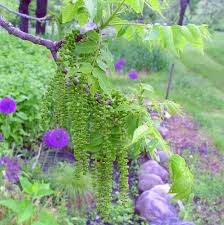 Attēlu rezultāti vaicājumam “Juglans nigra”