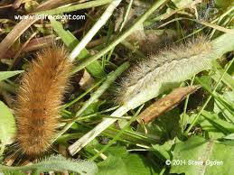 Attēlu rezultāti vaicājumam “Spilosoma lutea larva”