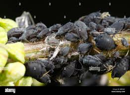 Attēlu rezultāti vaicājumam “Aphis fabae”