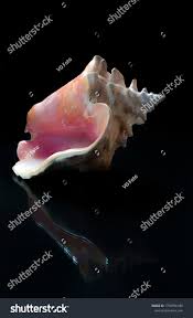 Image result for Aliger gigas