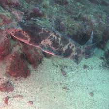 Image result for Cephaloscyllium laticeps