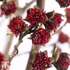 Attēlu rezultāti vaicājumam “Betula nana male flower”
