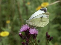 Attēlu rezultāti vaicājumam “Pieridae”