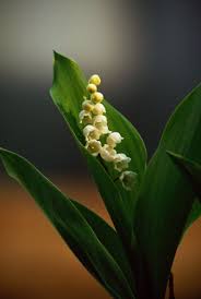 Attēlu rezultāti vaicājumam “Convallaria majalis bud”