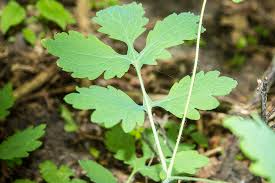 Attēlu rezultāti vaicājumam “Chelidonium majus leaf”