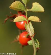 Attēlu rezultāti vaicājumam “Rosa subcanina”