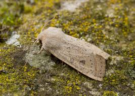 Attēlu rezultāti vaicājumam “Orthosia gracilis”