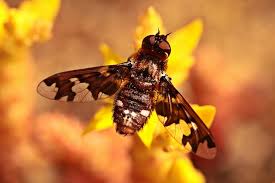 Attēlu rezultāti vaicājumam “Exoprosopa capucina”