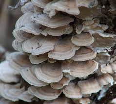 Attēlu rezultāti vaicājumam “Trametes ochracea”