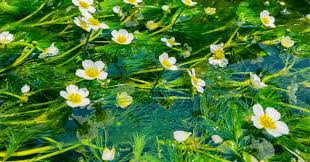 「エイカ 遙かなる時空の中で4」の画像検索結果