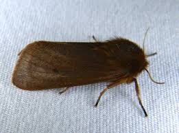 Attēlu rezultāti vaicājumam “Phragmatobia fuliginosa imago”