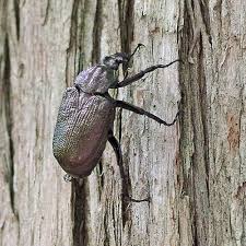 Attēlu rezultāti vaicājumam “Osmoderma barnabita imago”