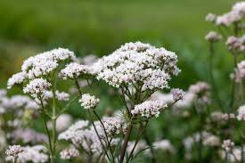 Image result for Valeriana officinalis