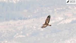 Attēlu rezultāti vaicājumam “Aquila chrysaetos adult”