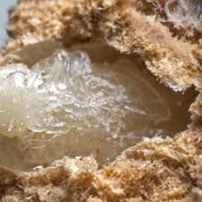 Attēlu rezultāti vaicājumam “Korynetes caeruleus”