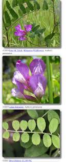 Attēlu rezultāti vaicājumam “Crepis tectorum fruit”