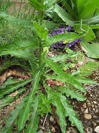 Attēlu rezultāti vaicājumam “Verbascum blattaria leaf”
