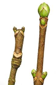 Attēlu rezultāti vaicājumam “Acer pseudoplatanus”