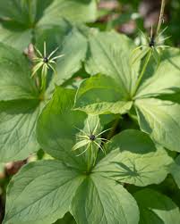 Attēlu rezultāti vaicājumam “Paris quadrifolia bud”