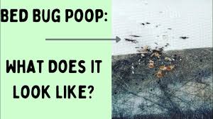 Image result for insect poop