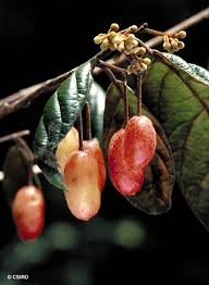 Attēlu rezultāti vaicājumam “Schoenus ferrugineus fruit”