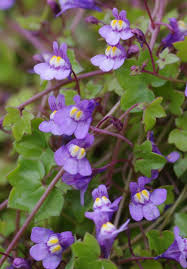 Attēlu rezultāti vaicājumam “Cymbalaria muralis”