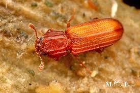 Attēlu rezultāti vaicājumam “Bitoma crenata”