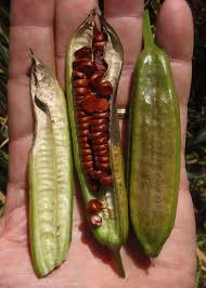 Attēlu rezultāti vaicājumam “Iris pseudacorus fruit”